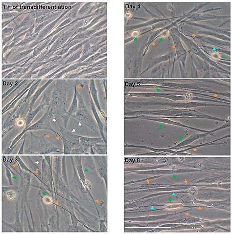 Developmental Neurotoxicity Screening for Nanoparticles Using Neuron ...