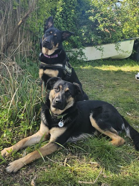 Just want to share these Sisters Rottie x German Shepherd 11months : r ...