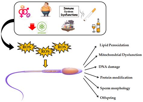 Protective Role of Physical Activity and Antioxidant Systems During ...