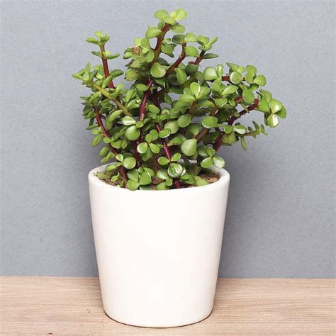 FlowerAura Decorative Green Jade Airpurifying Live Indoor Plant With ...