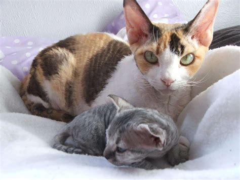 Devon Rex – Purrfect Cat Breeds
