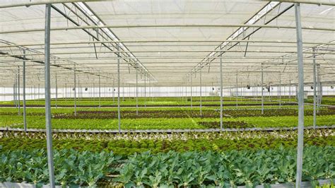 Greenhouse Agriculture 的图像结果