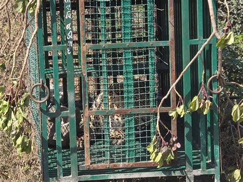 Khunkhar leopard which was roaming in the villages of Galateshwar ...