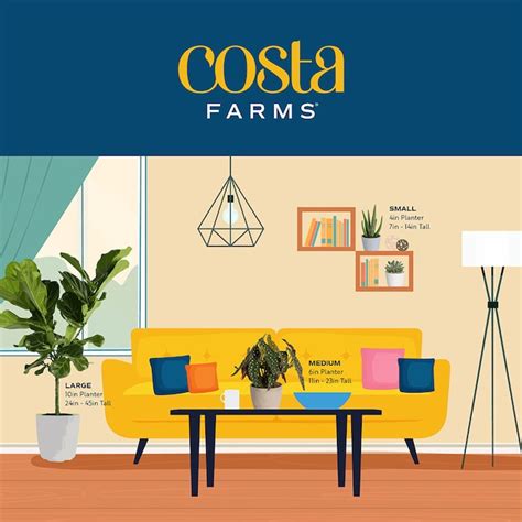 Costa Farms Trending Tropicals Pink Princess Philodendron House Plant ...
