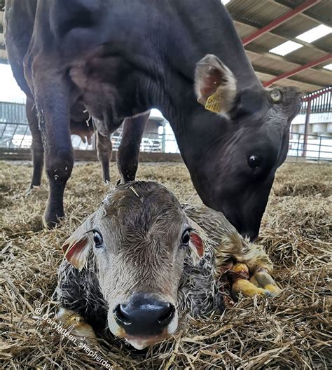 The Brown Swiss Breed - Brown Swiss