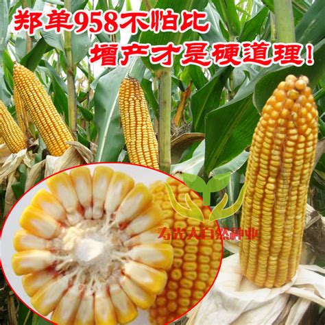 良玉99玉米品种的各省审定引种备案公告一览_杂交_父本_选育