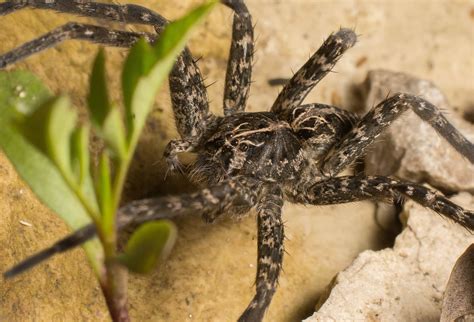 Spiders in Iowa - Species & Pictures