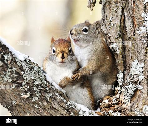 When Do Squirrels Mate