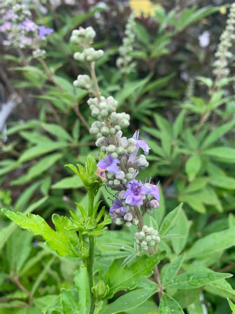The Hanover Plant Farm Nursery and Garden Center – Hanover Vegetable Farm