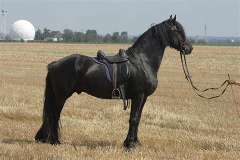 Friesenhengst steht PRE wie Lusitano Stuten zum decken bereit in Kall ...