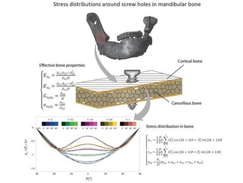 Analytical Study of Stress Distributions around Screws in Flat ...