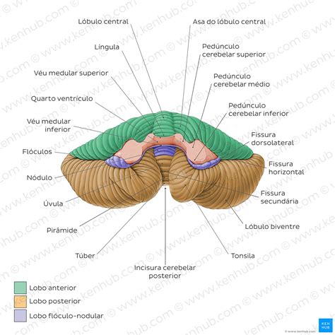 11.5A: Partes Del Cerebelo _ Cerebelo y tronco encefálico: Anatomía y ...