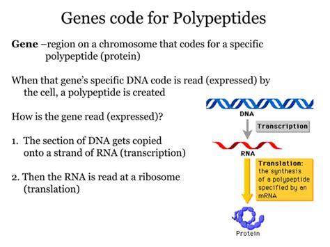 Image result for DNA Introduction