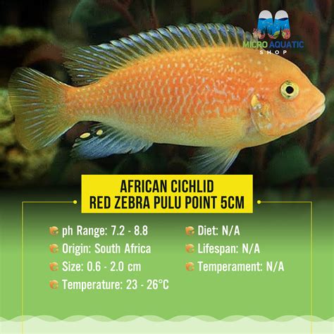 African Cichlid – Red Zebra Pulu Point 5cm – Micro Aquatic Shop
