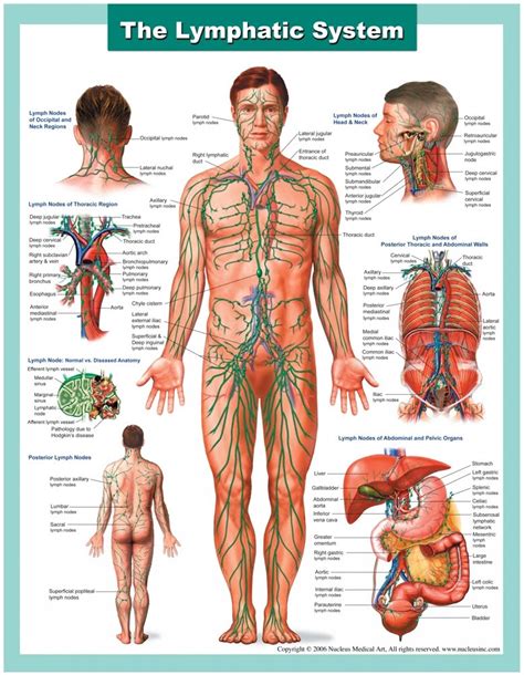 Image result for How Lymphatic System Works
