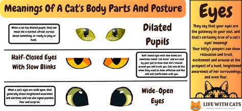 Cat Body Language 的图像结果
