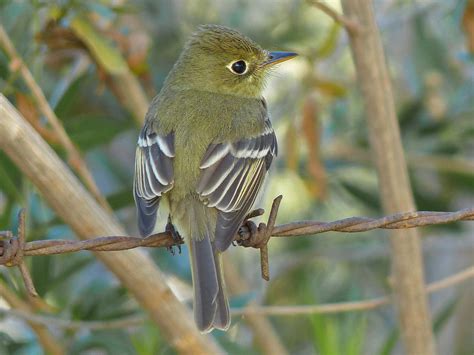 Western Flycatcher (Pacific-slope) - eBird