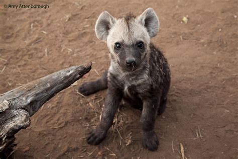 Although hyenas may look like canines to many, they are actually classified in their own family ...