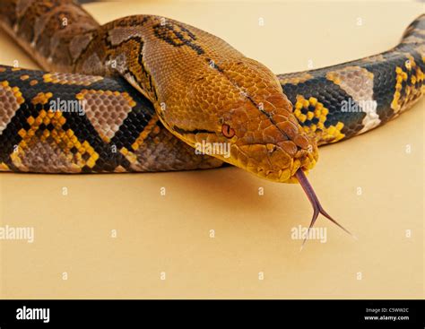 Image result for Big Yellow Snake Python