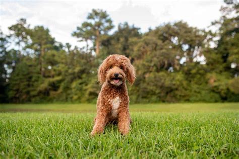 Mini Goldendoodle - Breed Info, Character, Training & More
