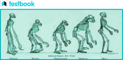 Individual Evolution 的图像结果