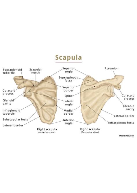 Osteology diagrams - Scapula Supraglenoid Scapular Superior Acromion ...