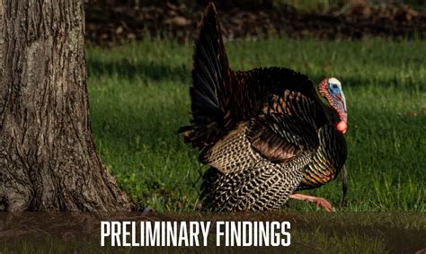 Turkey Nesting 的图像结果