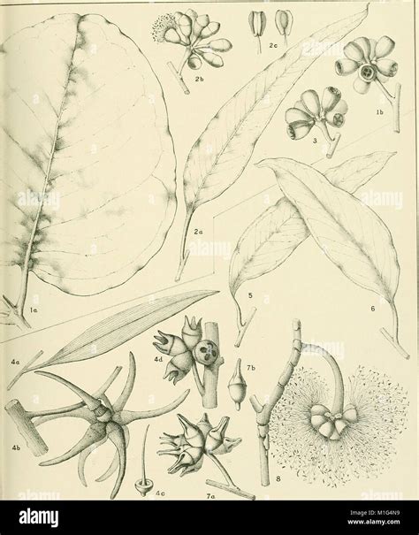 A critical revision of the genus *Eucalyptus* (1903-1933) presents a detailed examination and ...
