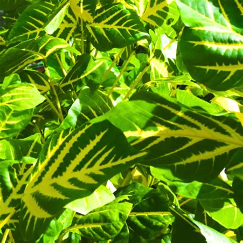 Erythrina Variegata (Tiger Claw) Indian Coral Tree - Plant – Lalit ...