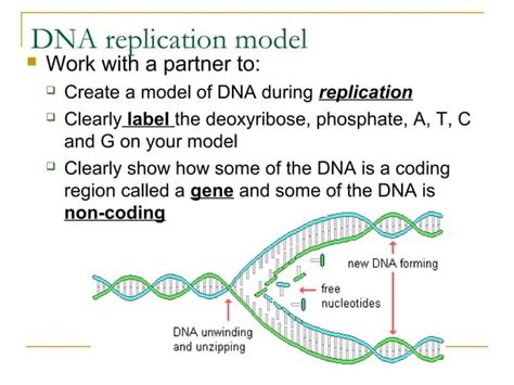 Image result for DNA Function