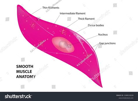 Smooth Muscle Labeled Diagram