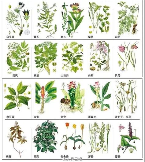 十三种医治跌打损伤的中草药 | 那年我与祖母去采药 - 知乎