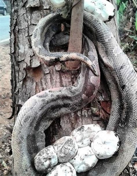 80斤大蟒蛇被放归山林 系深圳野保部门救助最大的蟒蛇|大蟒蛇|放归|蟒蛇_新浪新闻
