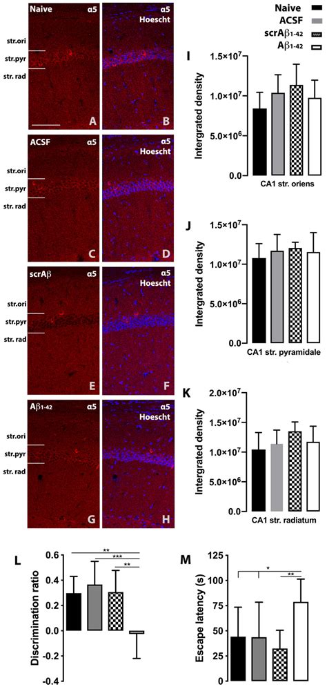 Amyloid-Beta1-42 -Induced Increase in GABAergic Tonic Conductance in ...
