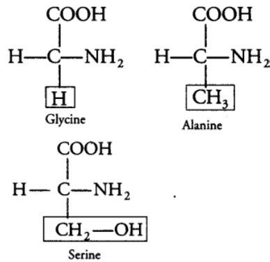 Biomolecules and Its Types - Biology Class 11 - NEET PDF Download