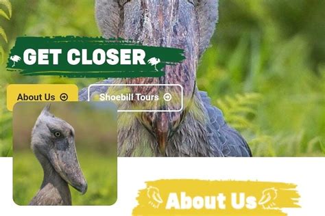 MABAMBA SHOEBILLS WATCHING (2026) All You Need to Know BEFORE You Go ...