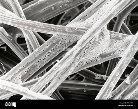 Piece Of Paper Under A Microscope at Jesse Banks blog