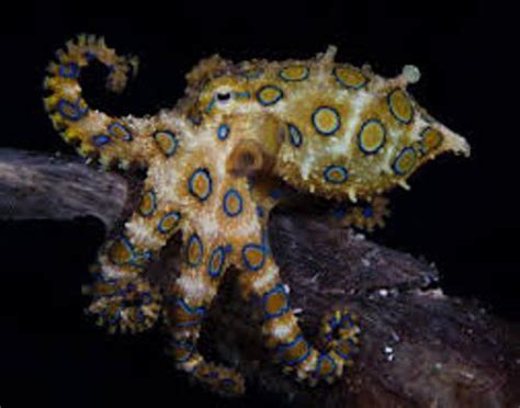 Image result for Blue-Ringed Octopus Facts