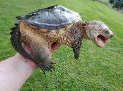 Image result for common snapping turtle