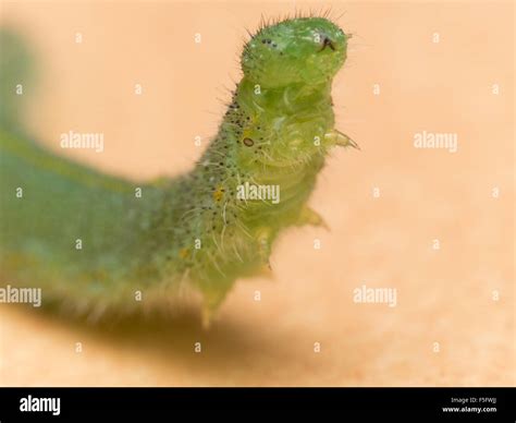 Bright green caterpillar is larvae of small cabbage white butterfly ...