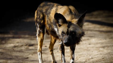 African Wild Dog Fact Sheet | Blog | Nature | PBS
