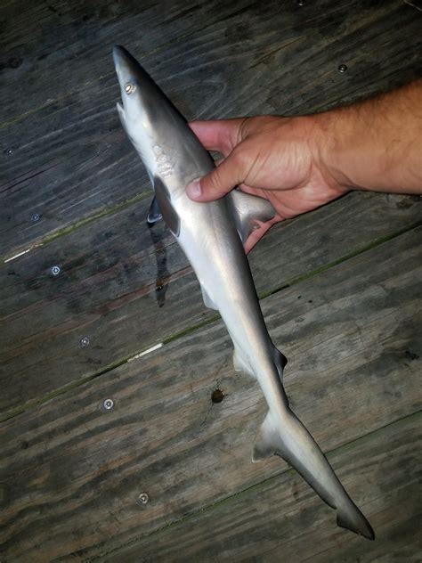 Baby Atlantic Sharpnose Shark