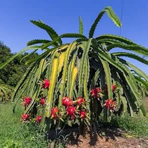 ZOHO GARDEN, Dragon Fruit Hybrid Live Plant with Pink Outer Skin ...