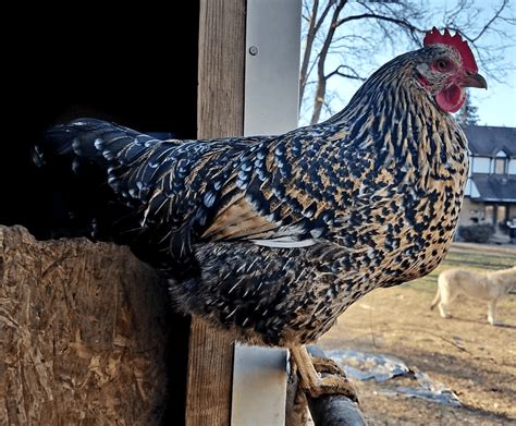 Image result for Mottled Java Chicken