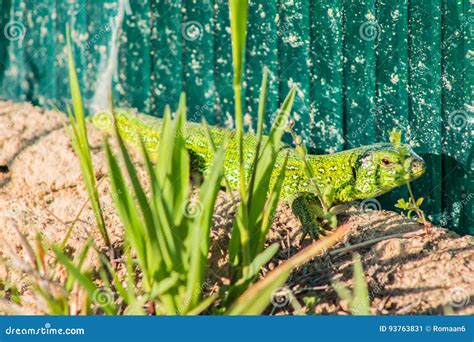 Image result for Spring Lizard