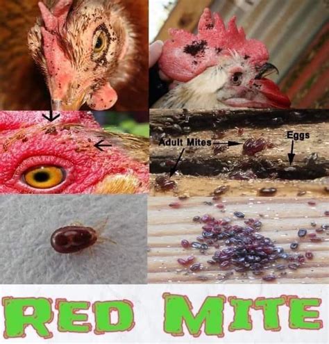 Red mites in poultry:... - Ethiopian Veterinary Doctors