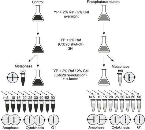 Image result for Cell Cycle Synchronization