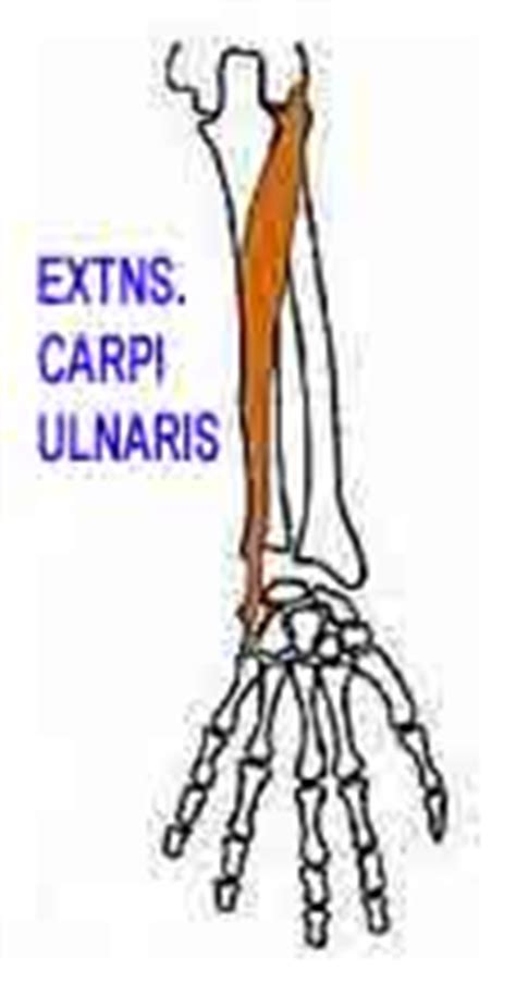 Indian Association of Chartered Physiotherapists - IACP