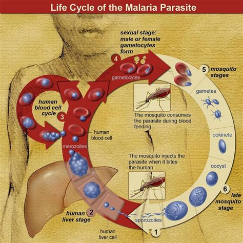 Can Cannabis Help Treat and Prevent Malaria? - Sensi Seeds