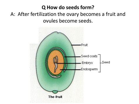 Seed Dispersal Examples 的图像结果